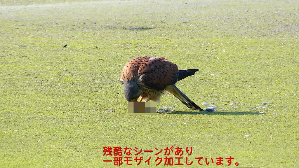 P1990081：チョウゲンボウ-18_R