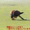 P1990081：チョウゲンボウ-18_R