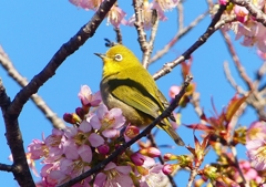 P1550454：メジロ_R