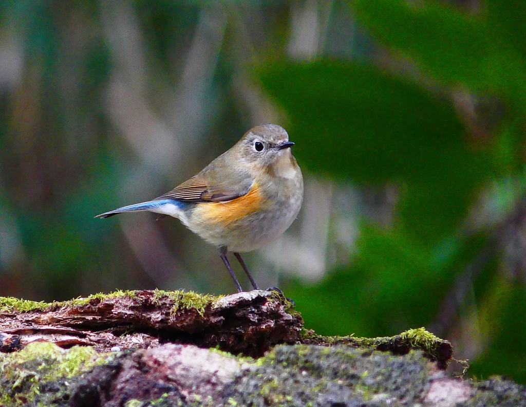 P3800348：ルリビタキ（メスタイプ）_R