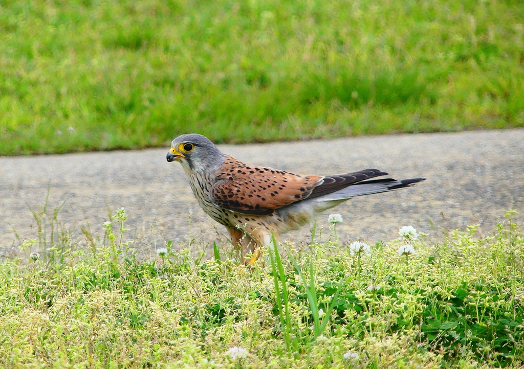 P4910689：チョウゲンボウ_R