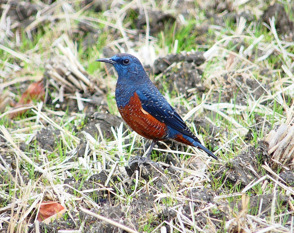 P3730419：イソヒヨドリ（オス）_R