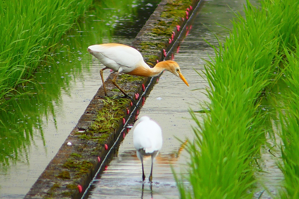 P1060268：アマサギ_R