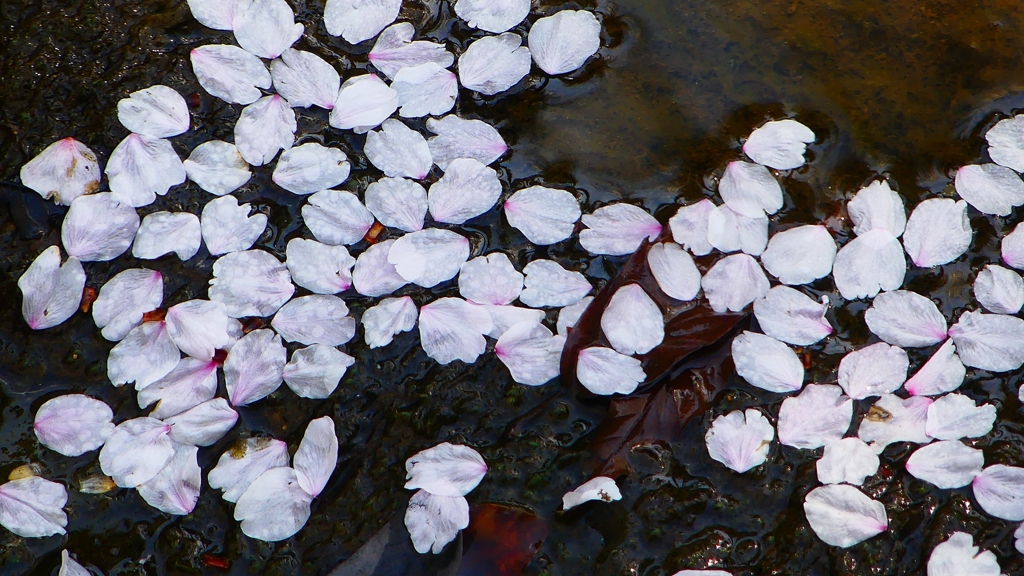 P1900253：花筏_R
