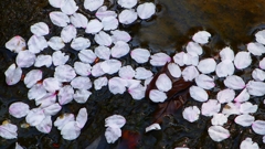 P1900253：花筏_R