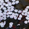 P1900253：花筏_R