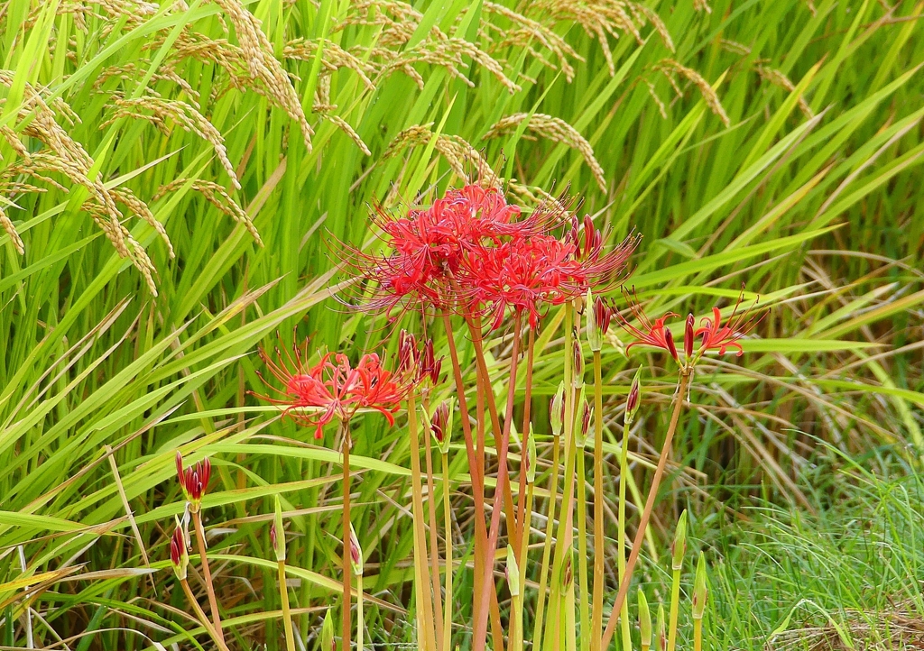 P1240061：彼岸花_R