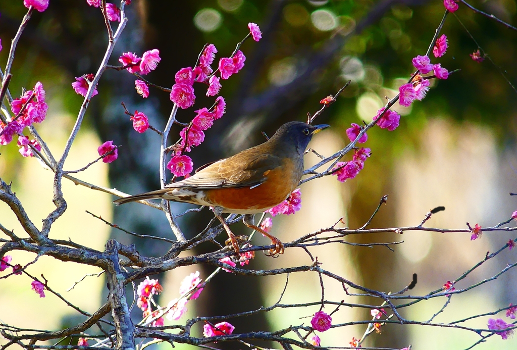 P4730942：オオアカハラ（オス）_R