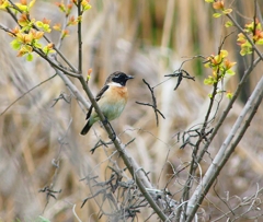 P4040128：夏羽ノビタキ（オス）_R