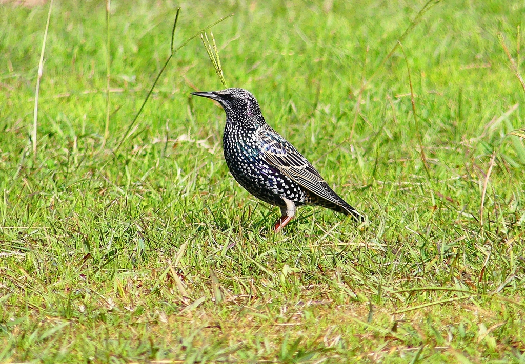 P4490783：ホシムクドリ_R