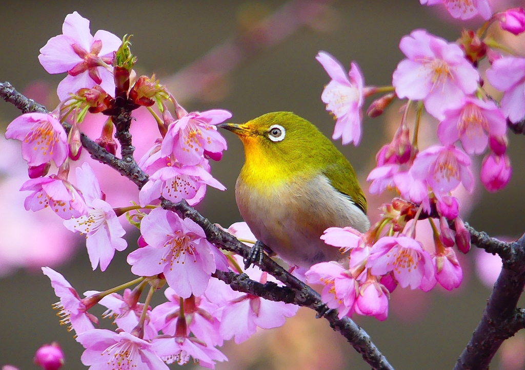 P1870194：河津桜にメジロ_R