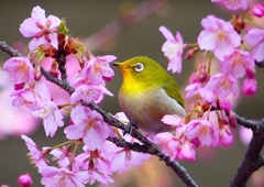 P1870194：河津桜にメジロ_R