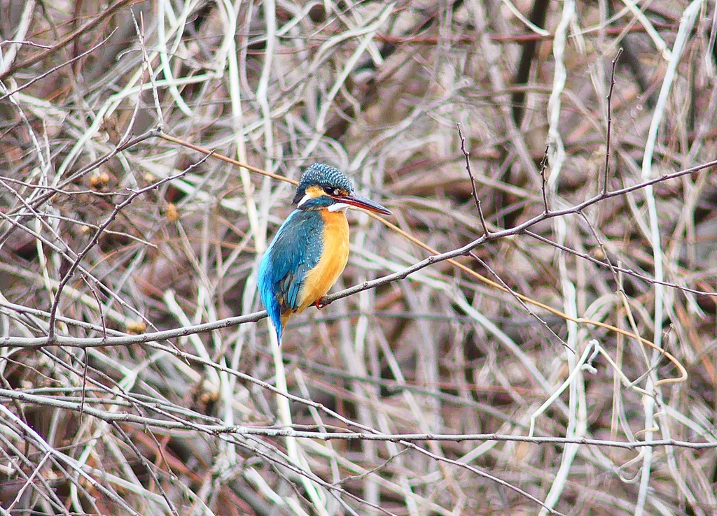 P4830925：カワセミ（メス）_R