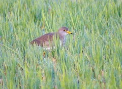 P4510445：ケリ_R