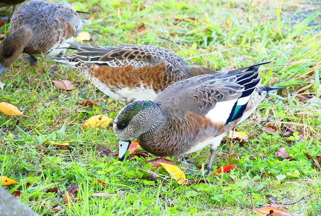 P4460116：アメリカヒドリ_R