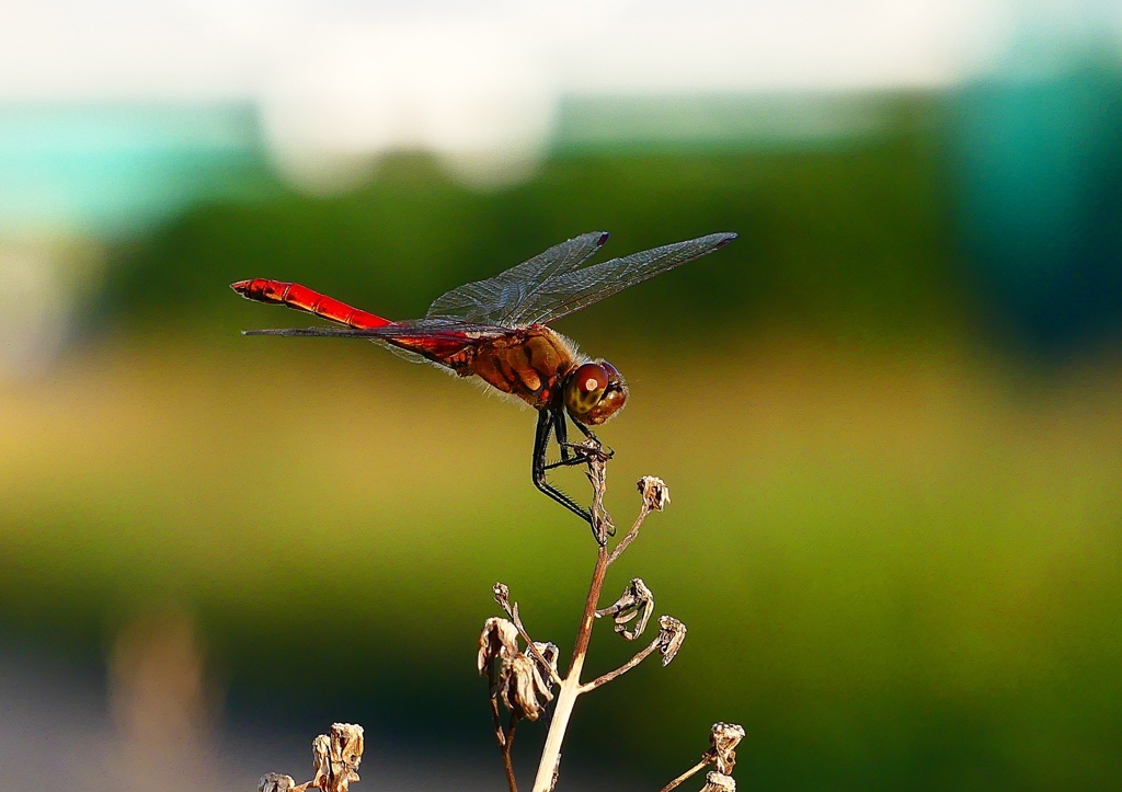 P1360241：アキアカネ_R
