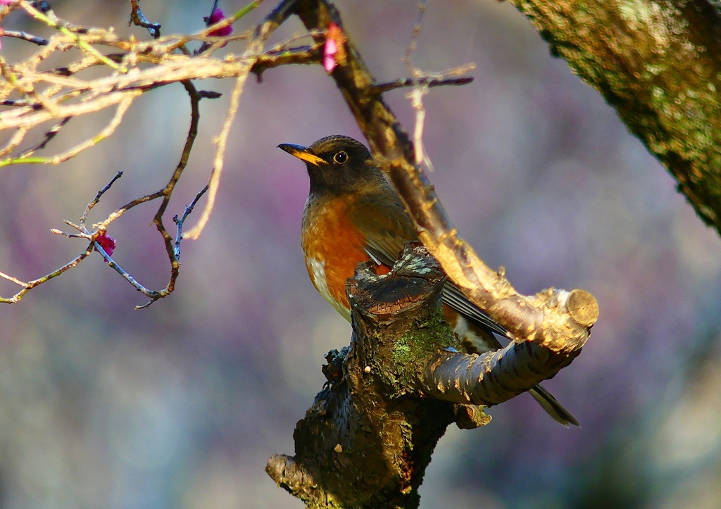 P4730835：オオアカハラ（オス）_R