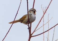 P1850548：ウグイス_R