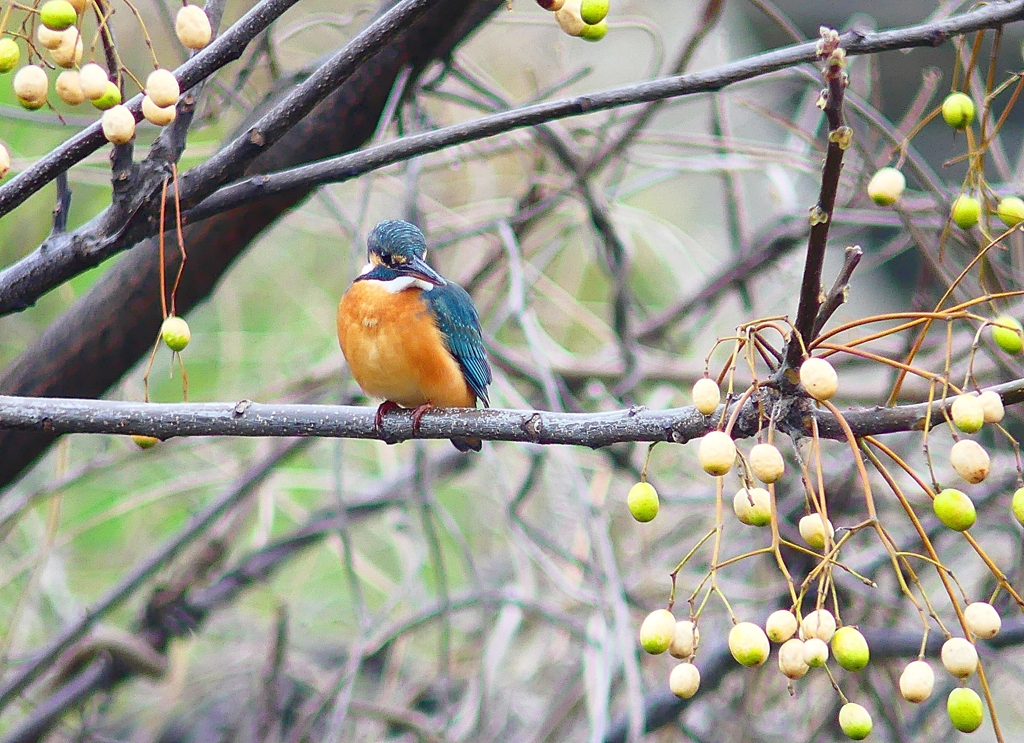 P4610237：カワセミ（メス）_R