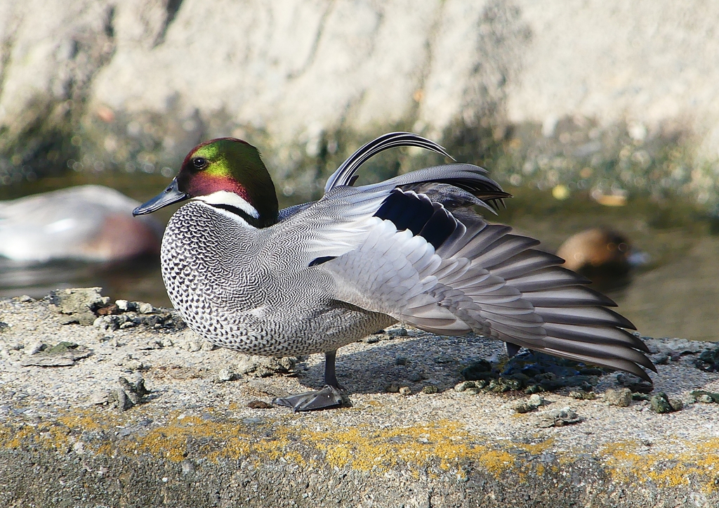 P1580572：ヨシガモ_R