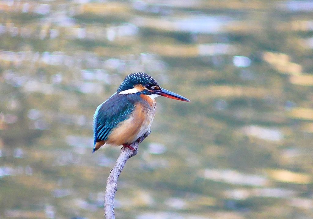 P4650267：カワセミ（メス）_R