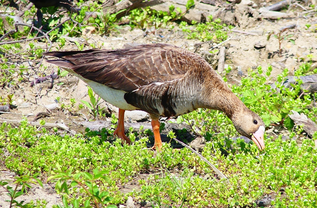 P4900167：マガン_R
