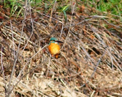 P4800361：カワセミ（オス）_R