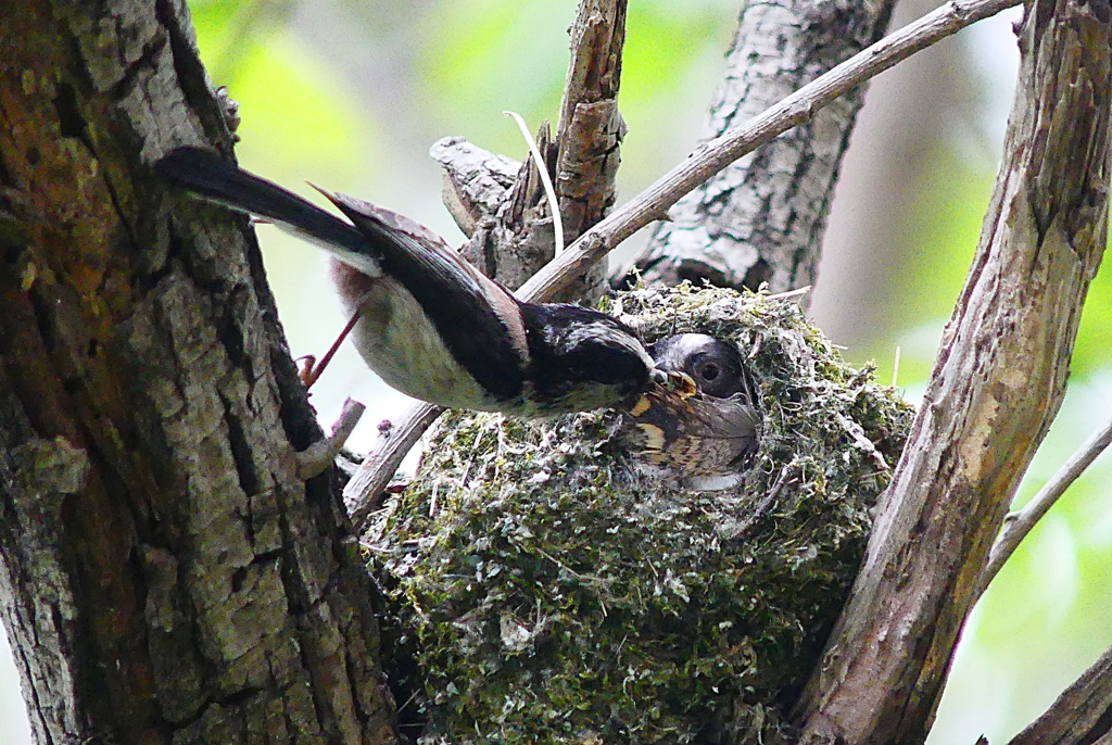 P4060467：エナガ_R