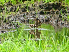 P1130313：タマシギ親子_R