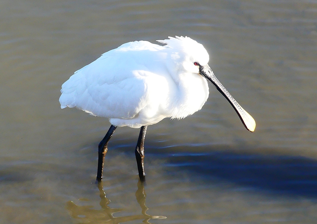 P1690281：ヘラサギ_R