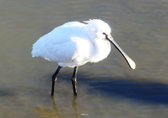P1690281：ヘラサギ_R