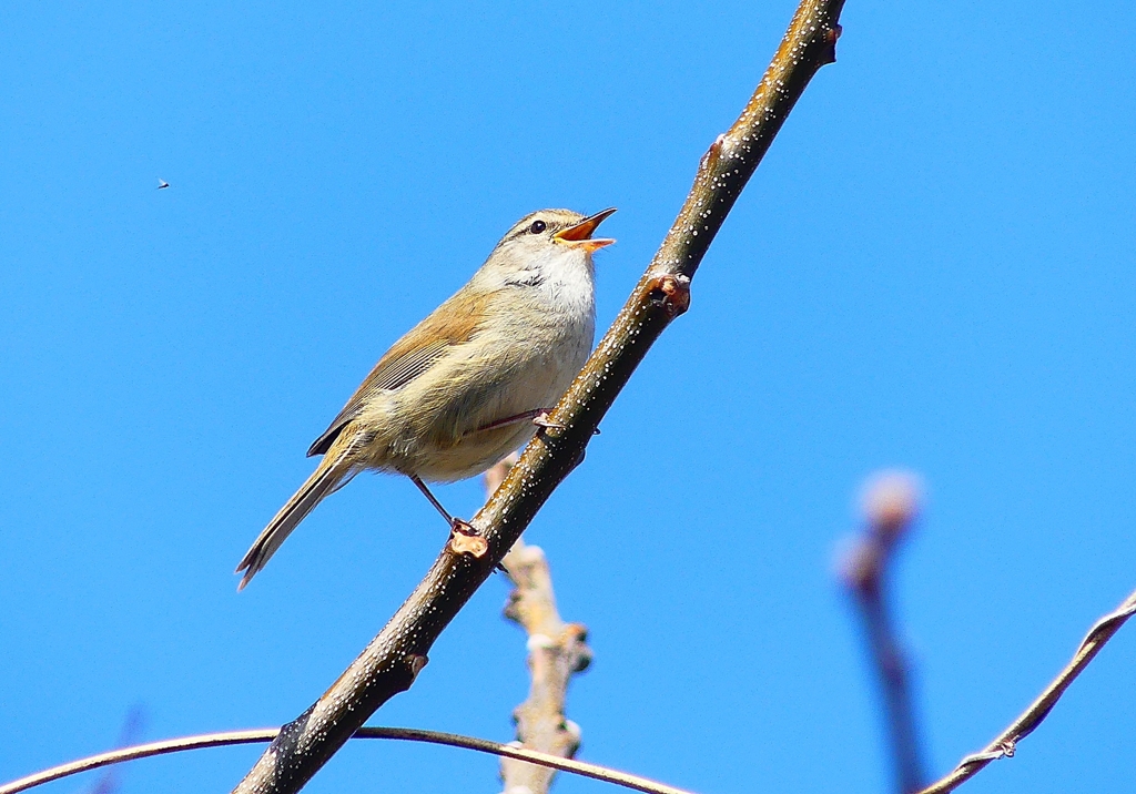 P3930809：ウグイス_R