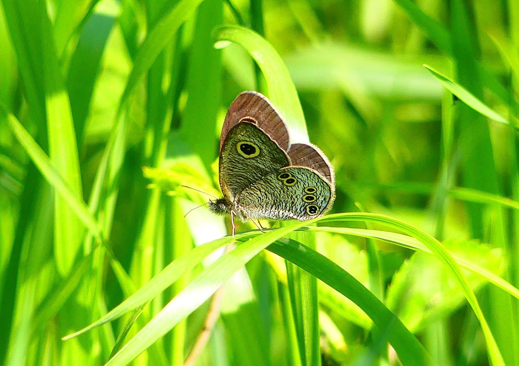 P1980691：ヒメウラナミジャノメ_R