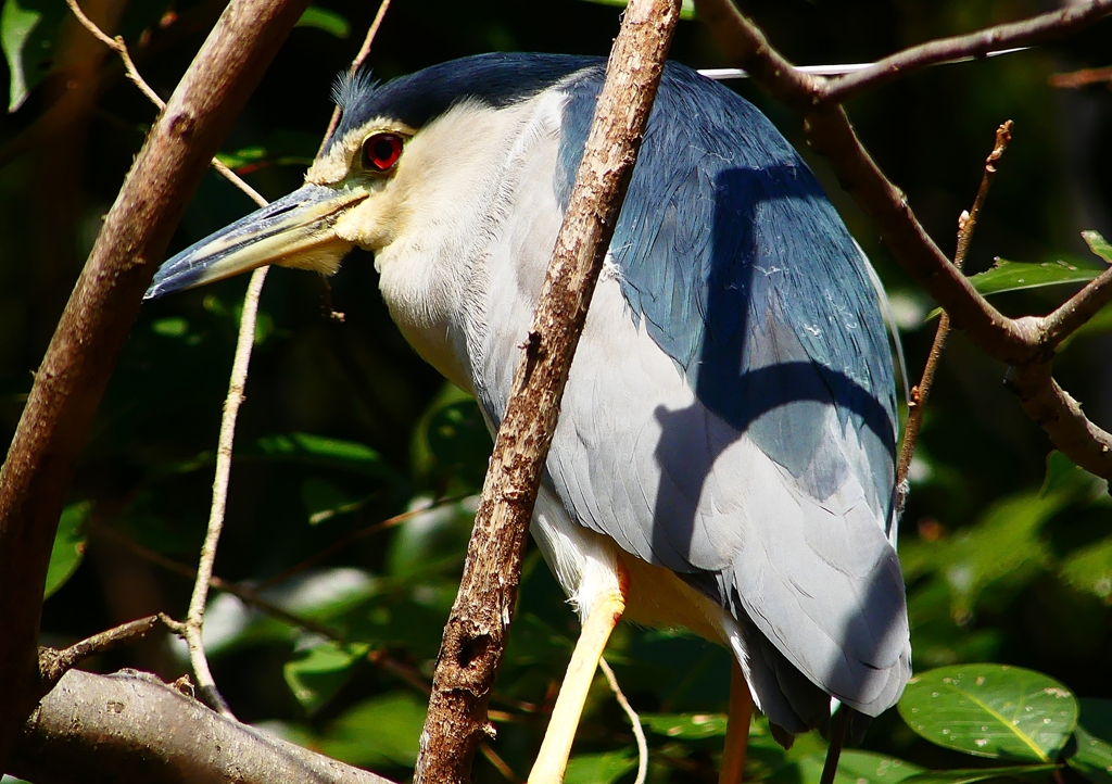 P1870617：ゴイサギ_R