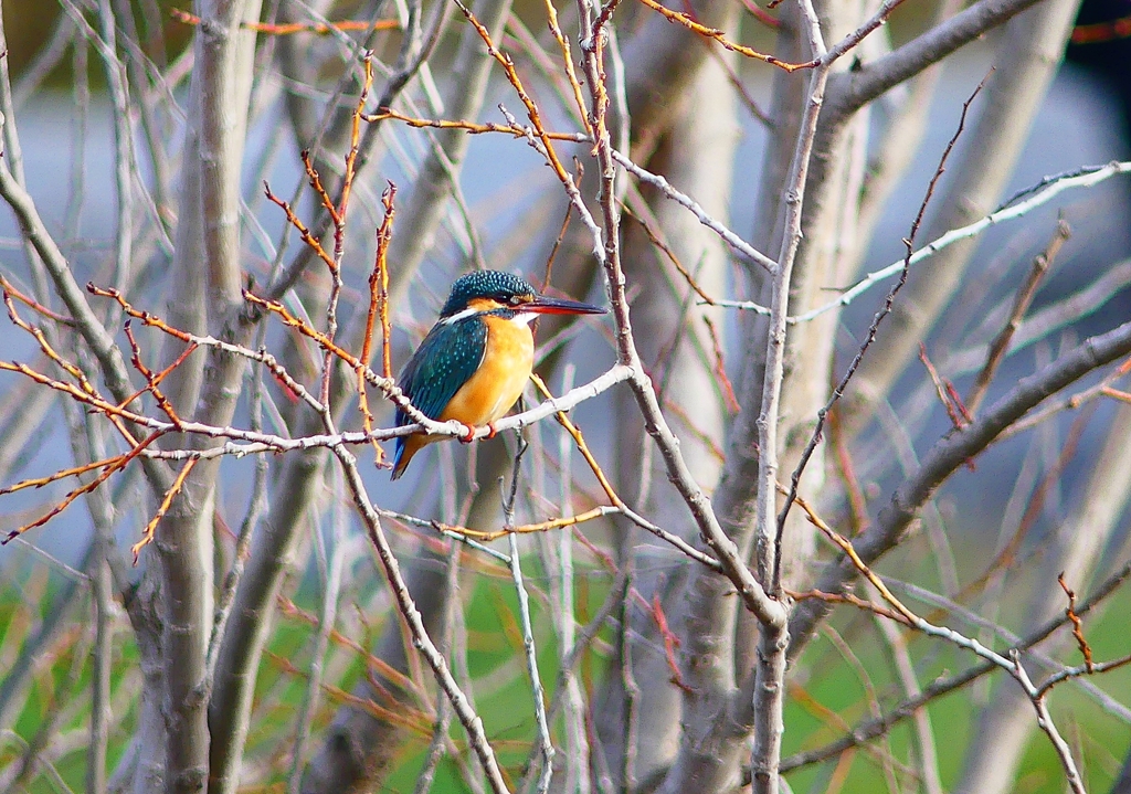 P4770092：カワセミ（メス）_R