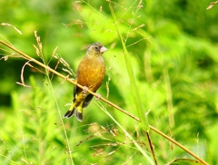 P4350223：カワラヒワ_R