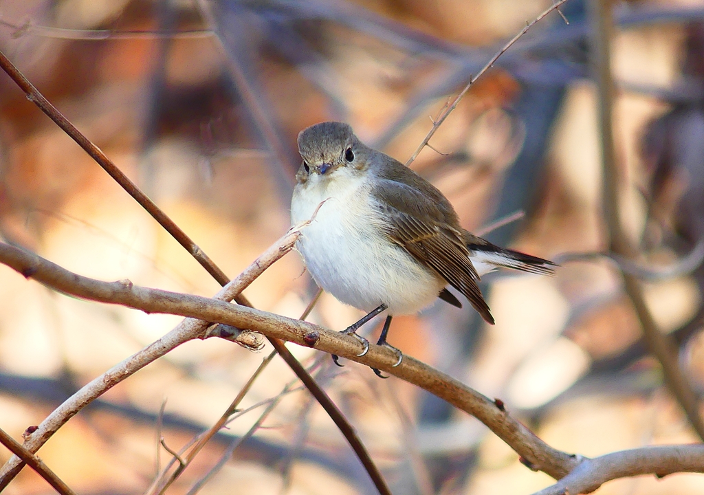 P4620513：ニシオジロビタキ_R