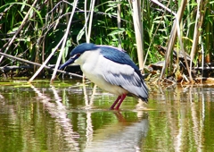 P2010866：ゴイサギ_R