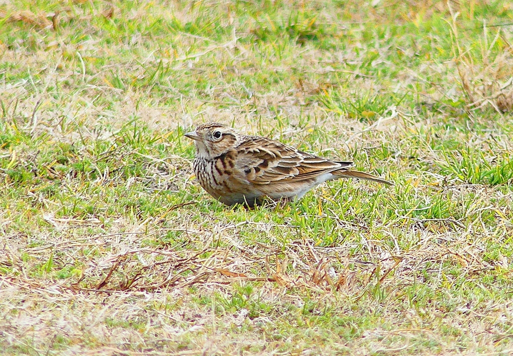 P4660047：ヒバリ_R