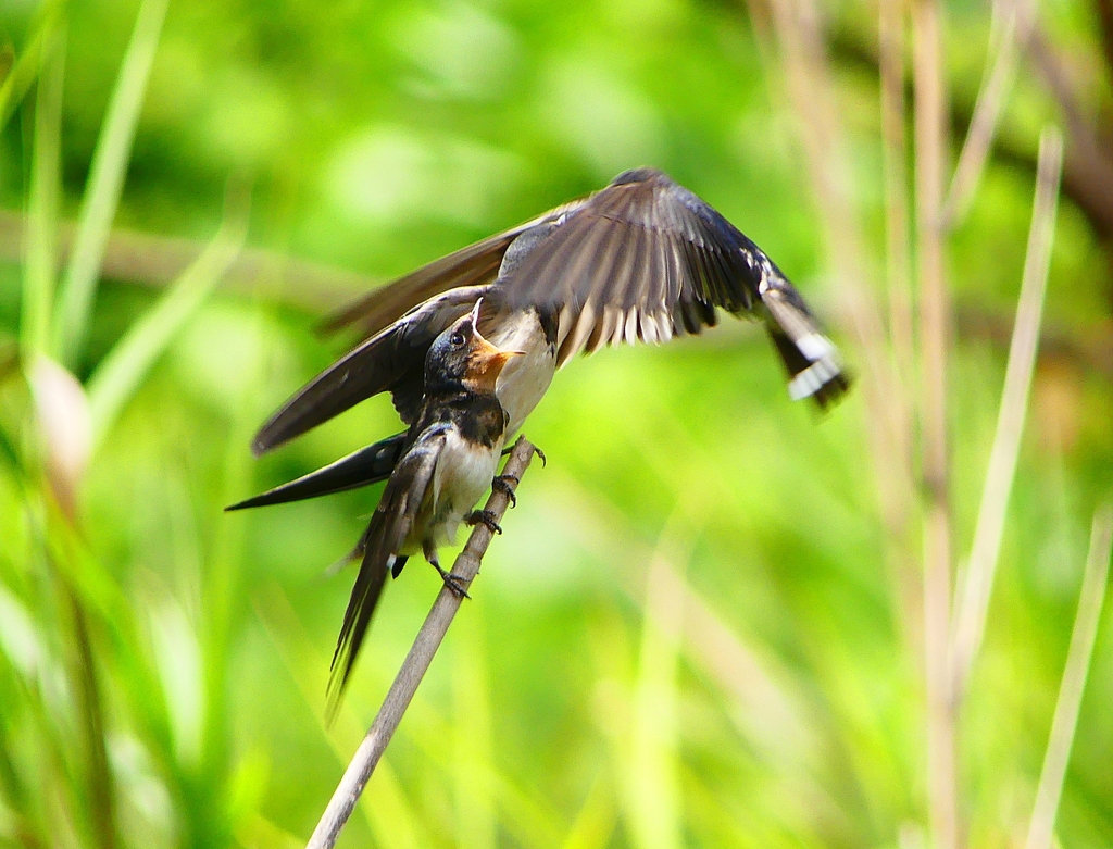 P1010305：ツバメ（幼鳥）_R