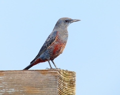 P4420489：イソヒヨドリ（オス）_R