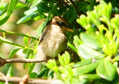 P1940629：モズ（幼鳥）_R