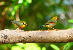 P3770328：ソウシチョウ_R