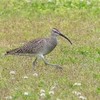 P4070446：チュウシャクシギ_R