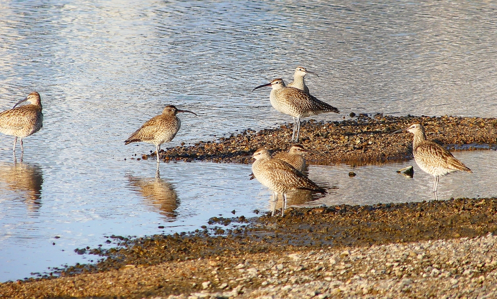 P4950461：チュウシャクシギ_R