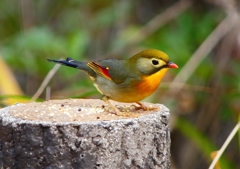 P1600249：ソウシチョウ_R