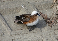 P1580071：頭が白いヒドリガモ_R