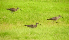 P1990527：チュウシャクシギ_R