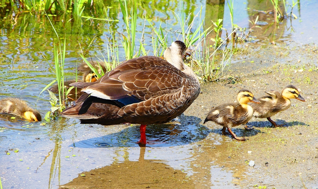 P1000563：カルガモ親子_R