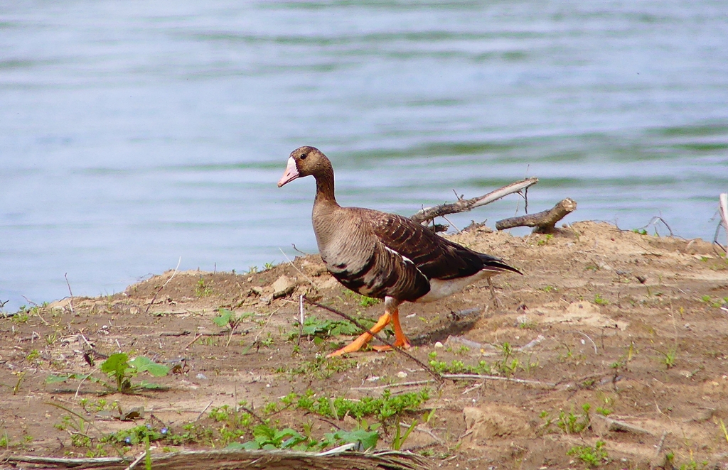 P4890342：マガン_R